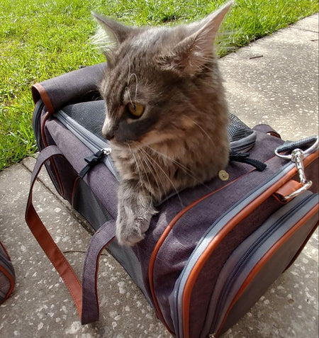 Mr. Peanut's Gold Series Standard Size Airline Compliant Pet Carrier