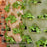 Garden Tower 2™, 50-Plant Composting Vertical Garden Planter