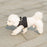 Mr. Peanut's PupTrek Harness and Leash Set,  Small Dog/Cat Soft Mesh Step In Harness Vest