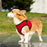 Mr. Peanut's PupTrek Harness and Leash Set,  Small Dog/Cat Soft Mesh Step In Harness Vest