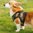 Mr. Peanut's PupTrek Harness and Leash Set,  Small Dog/Cat Soft Mesh Step In Harness Vest