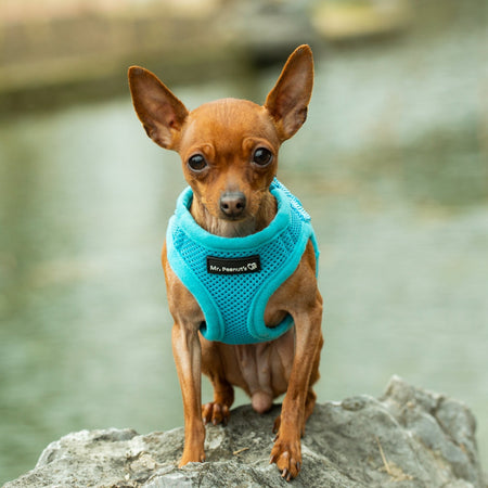 Mr. Peanut's PupTrek Harness and Leash Set,  Small Dog/Cat Soft Mesh Step In Harness Vest